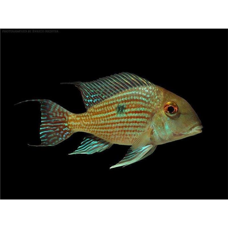 Geophagus sp. pindare - imagine 3